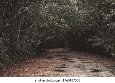 Dark Forest scary dark path