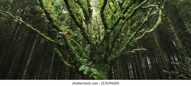 Dark forest scene. Ancient dry mossy tree and fern leaves close-up, old fir trees in the background. Ardrishaig,  Loch Fyne, Crinan Canal, Argyll and Bute, Scotland, UK - Powered by Shutterstock