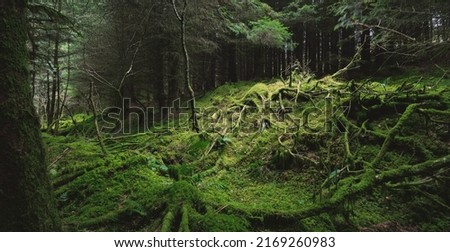 Dark forest scene. Old mossy fir trees and fern leaves close-up, tree trunks in the background. Ardrishaig,  Loch Fyne, Crinan Canal, Argyll and Bute, Scotland, UK