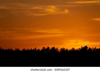 Dark Forest Silhouette At Sunset