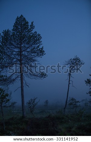 Dark forest with silhouette trees