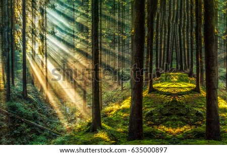 Dark forest sunlight woodland landscape