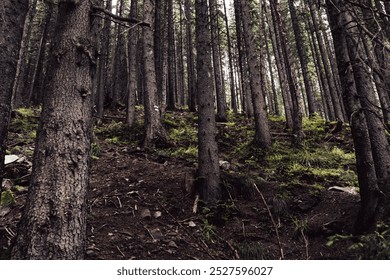 A dark forest with tall, thin trees stretching towards the sky. The sloped ground is rugged and covered with patches of moss and small plants.