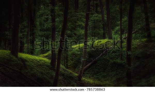 夏の夕方は暗い森で 少し光が差す の写真素材 今すぐ編集
