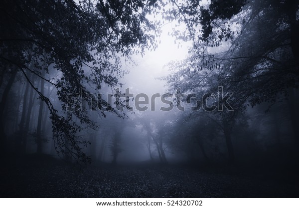 暗い森の黄昏 の写真素材 今すぐ編集