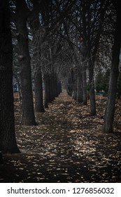 Dark Forest, Vanishing Point