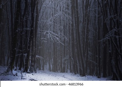 A Dark Forest In The Winter