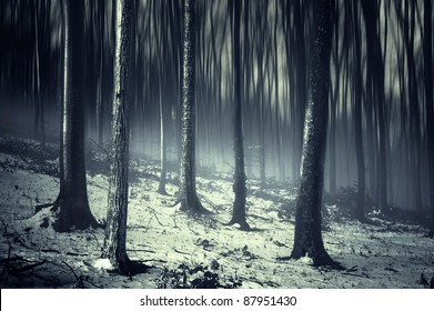 Dark Forest In Winter