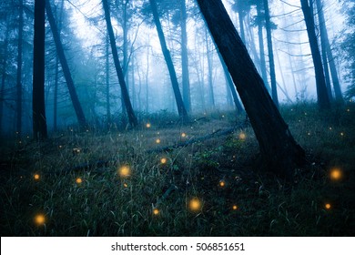 Dark forests with fireflies