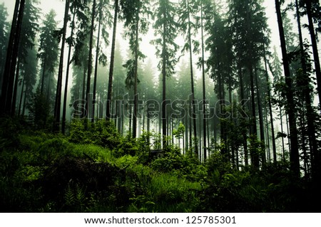 dark forrest