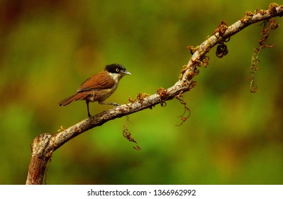 Dark fronted babbler, Rhopocichla articeps, Ganeshgudi, Karnataka, India.