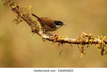 Dark fronted babbler, Rhopocichla articeps, Ganeshgudi, Karnataka, India.