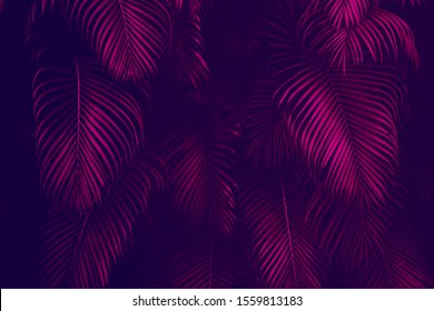 Dark fuchsia palm tree