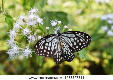 Dark Glassy Tiger (Parantica agleoides) butterfly seeking nectar on Bitter bush or Siam weed blossom in field with natural green background, Patterned blue on black wing of tropical insect , Thailand
