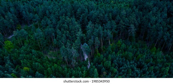 Dark Gloomy Forest Aerial Photography, Top View. Dark Forest, Night View. Nature At Night. Forest Dark Landscape. 