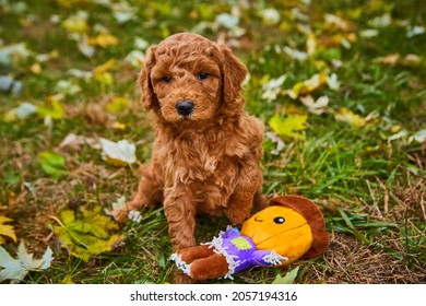 Dark goldendoodle puppy in field of fall leaves next to pumpkin chew toy