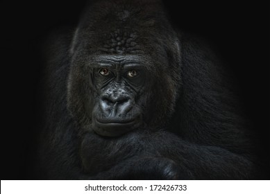 Dark Gorilla Portrait