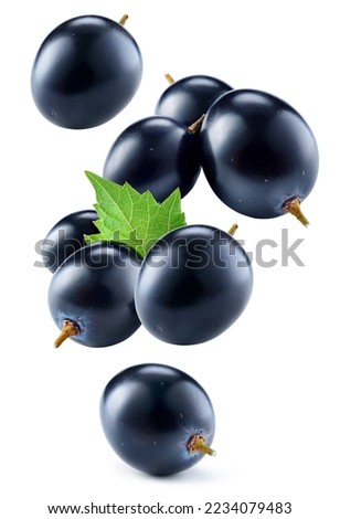 Dark grape isolated. Black grape with leaves on white background. Grapes flying collection. Full depth of field.