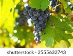 Dark grapes in vineyard with leaves