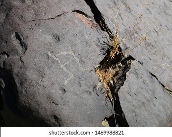 Dark Gray Boulder With Plants Growing Through Crack And Historical Archaeological Petroglyph Rock Carving At Celebration Park In Idaho.