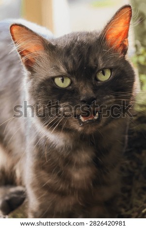 a dark gray cat with a ferocious face lurking around