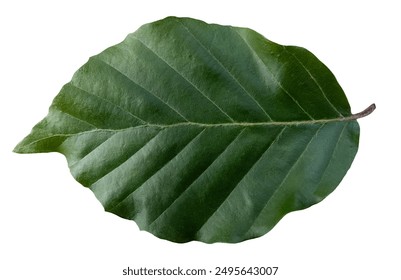 Dark green beech tree leaf, isolated image on transparent background