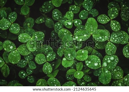 Dark green clover leaves wet with rain, moody clover background
