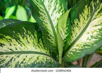 Dark Green Dumb Cane Leaves In Garden 