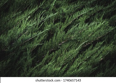 462 Persian Cypress Images, Stock Photos & Vectors | Shutterstock