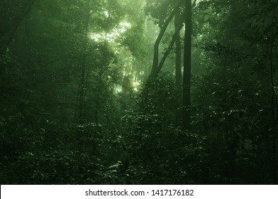 Dark Green Forest Background Stock Photo 1417176182 | Shutterstock