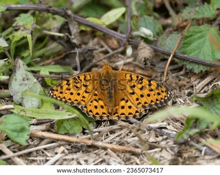 kaismantel on the forest floor