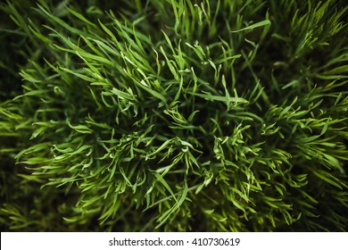 Dark Green Grass  Close Up