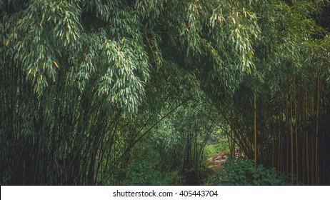 Dark Green Japanese Bamboo Forest As Background Image