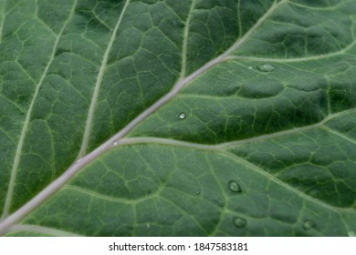 Dark Green Kale Leaf With Drops Of Water