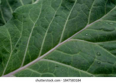 Dark Green Kale Leaf With Drops Of Water