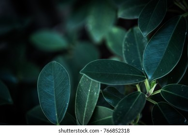 dark green leaf