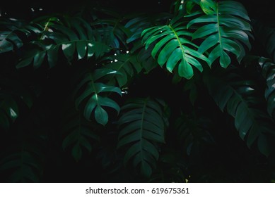 Dark Green Leaf Of Philodendron Texture