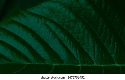 Dark Green Leaf Texture For Background