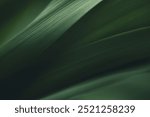 Dark green leaf texture, Natural green leaves using as nature background black wallpaper or tropical leaf cover page