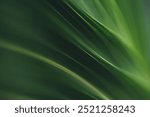 Dark green leaf texture, Natural green leaves using as nature background black wallpaper or tropical leaf cover page