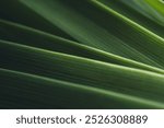 Dark green leaf texture, Natural green leaves using as nature background black wallpaper or tropical leaf cover page