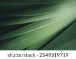 Dark green leaf texture, Natural green leaves using as nature background wallpaper or tropical leaf cover page