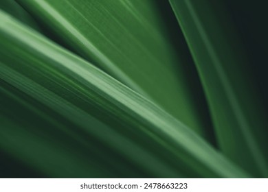 Dark green leaf texture, Natural green leaves using as nature background wallpaper or tropical leaf cover page