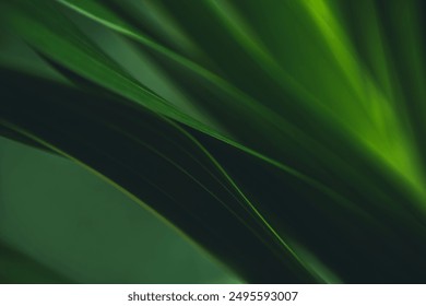 Textura la hoja verde