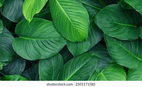 Dark green leaf texture, Natural green leaves are used as nature background wallpaper or tropical leaf cover. top view