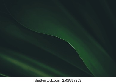 Dark green leaf texture, Natural green leaves using as nature background wallpaper or tropical leaf cover page