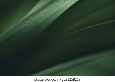 Dark green leaf texture, Natural green leaves using as nature background black wallpaper or tropical leaf cover page - Powered by Shutterstock