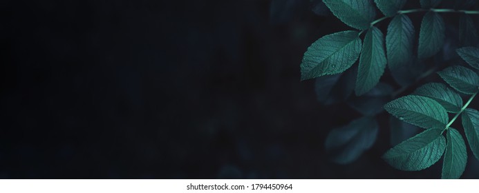 Dark Green Leaves Abstract Banner, Close-up