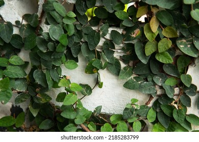 3,079 Creeping fig Images, Stock Photos & Vectors | Shutterstock