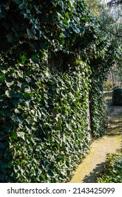 Dark green leaves of common ivy Hedera helix, or European ivy, English ivy, on brick walls of outbuilding. Ivy leaves decorate walls of buildings. Evergreen landscaped garden. Nature for design.